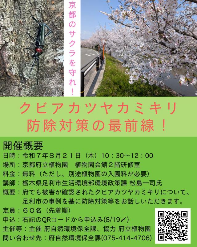 チラシ