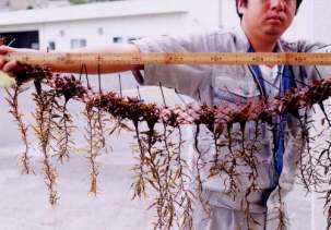 写真6 種苗を取り付けた網地(種苗網)