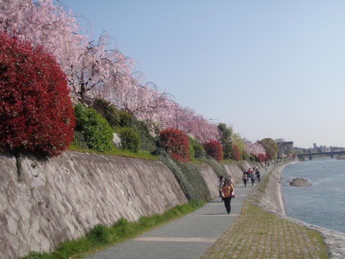 20120412hananokairou2