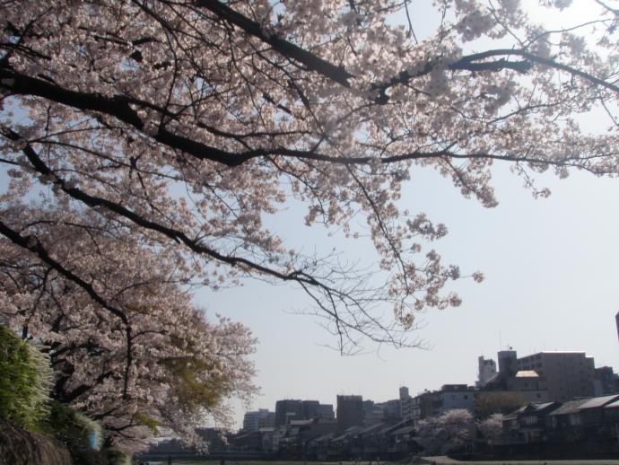 20120412hananokairou3