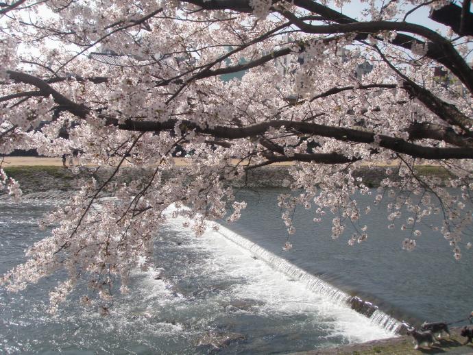 20120412hananokairou4