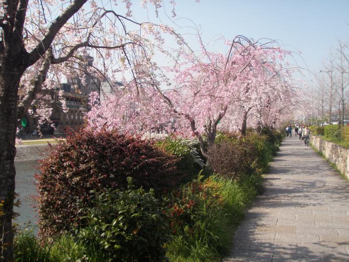 20120412hananokairou5