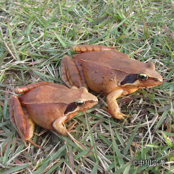 ニホンアカガエル (C)中川宗孝