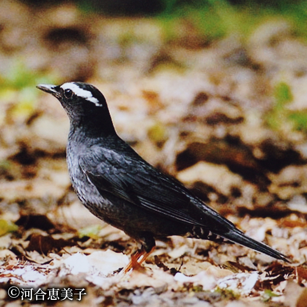 マミジロ(絶滅危惧種) 撮影:河合恵美子