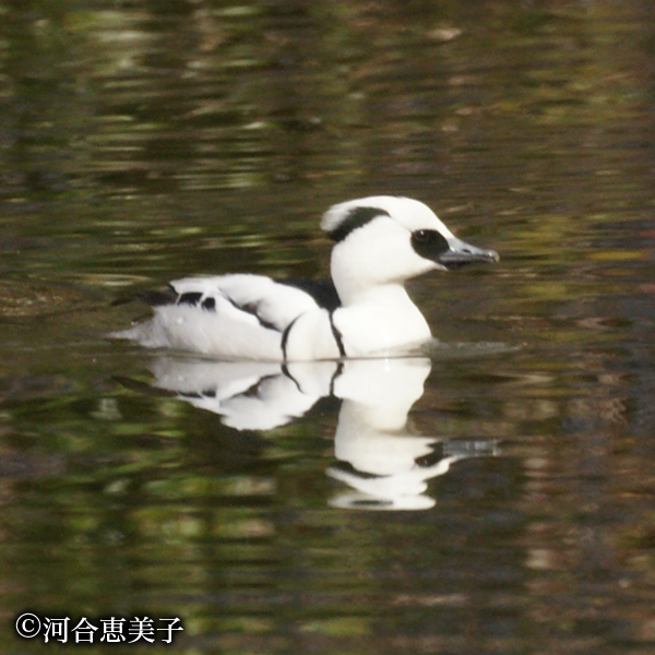 ミコアイサ(準絶滅危惧種) 撮影:河合恵美子