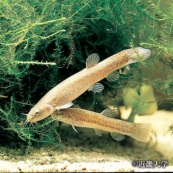 ホトケドジョウ(絶滅寸前種) 提供:近畿大学