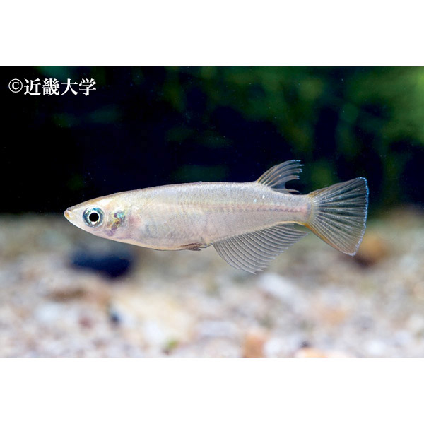 ミナミメダカ(絶滅危惧種) 提供:近畿大学