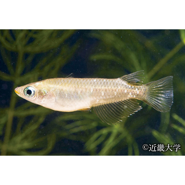 キタノメダカ(絶滅危惧種) 提供:近畿大学