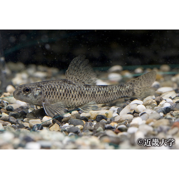 ヨドゼゼラ(準絶滅危惧種) 提供:近畿大学
