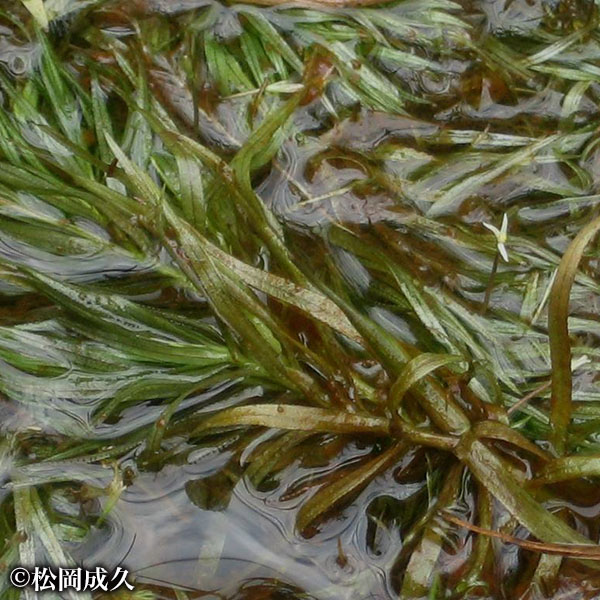 セトヤナギスブタ 松岡成久
