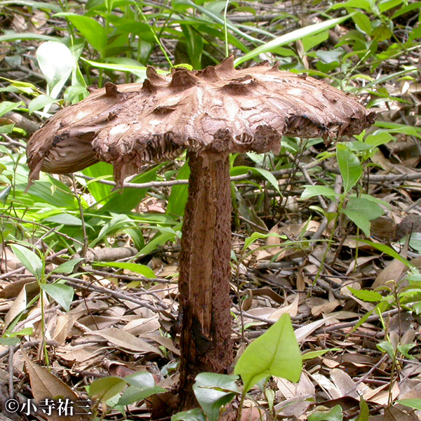 チャオニテングダケ(準絶滅危惧種)