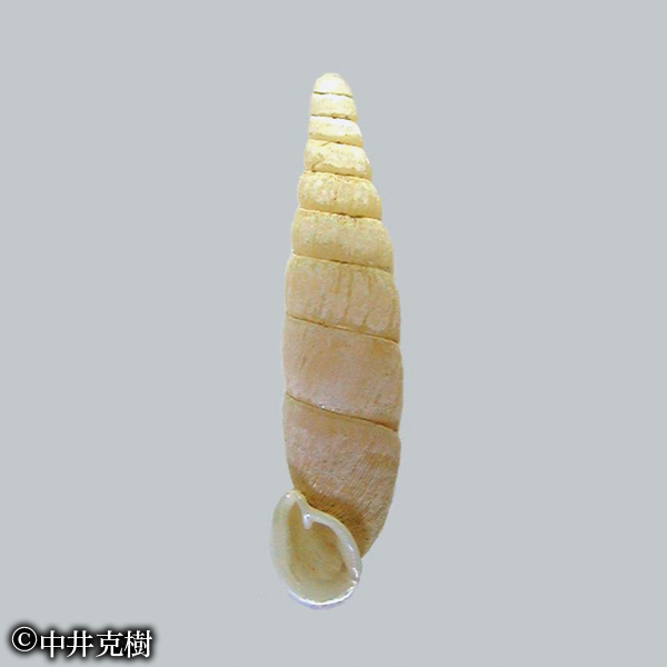 キョウトギセル(絶滅危惧種) 撮影:中井克樹
