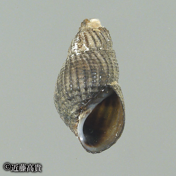 ナカセコカワニナ(絶滅寸前種) 撮影:近藤高貴