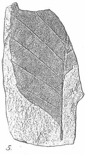 Fagus sp. （Taf.III [XIX], Fig. 5, Nathorst, A.G., 1888）