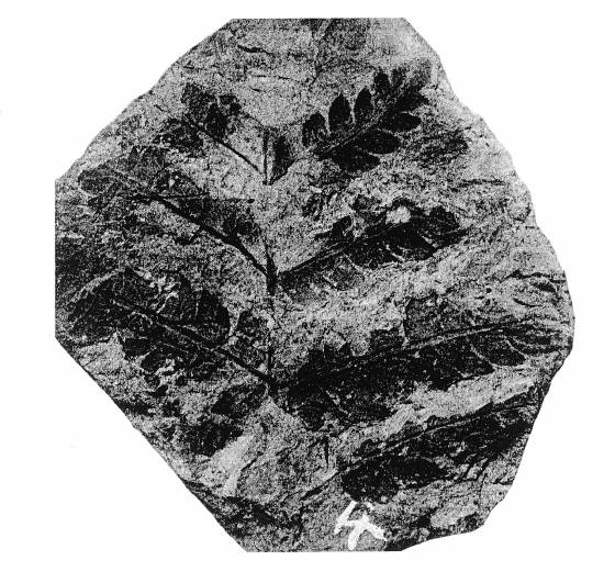 舞鶴市志高産のシダ植物Cladophlebis haiburnensis(Oishi 1932より)
