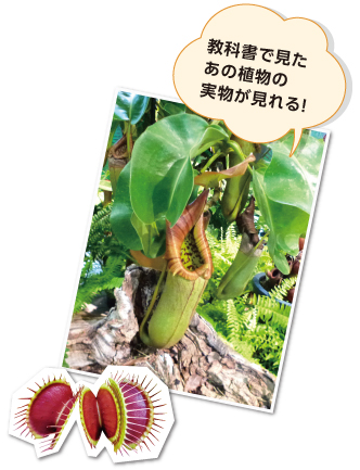 教科書で見たあの植物の実物が見れる!