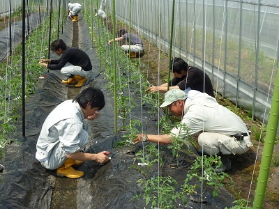 野菜実習