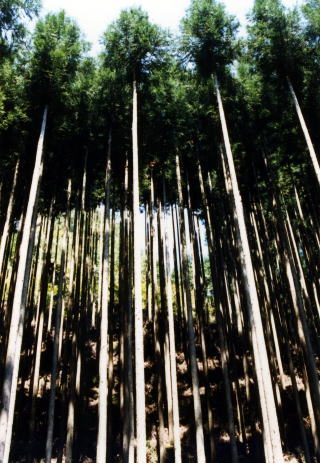 北山杉の風景