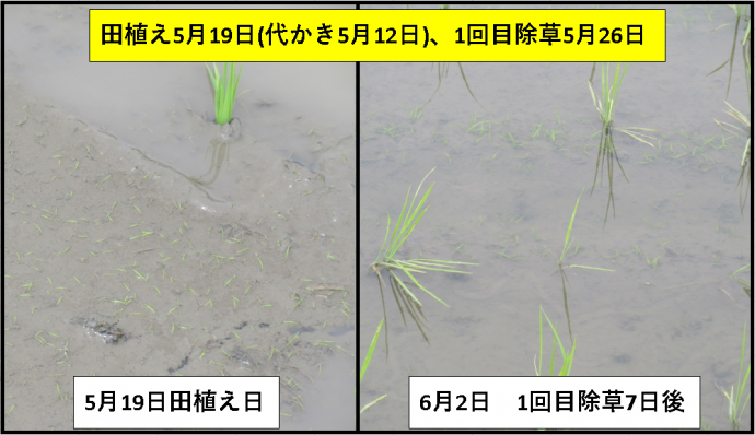 1回目除草
