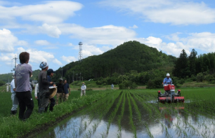 給食米2