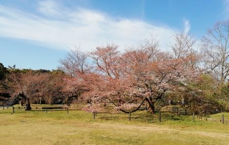 今朝の染井吉野(大芝生地西)3月29日