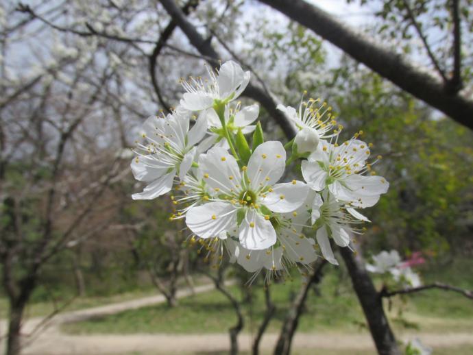 スモモ07
