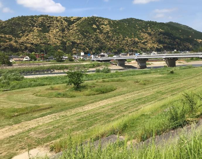 桂川運動公園花壇公園