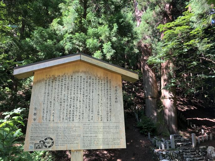 花背三本スギ駒札