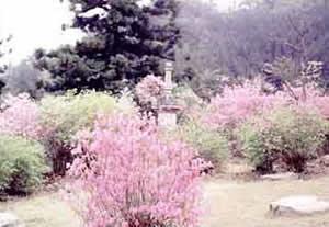 雲岩寺の写真です。