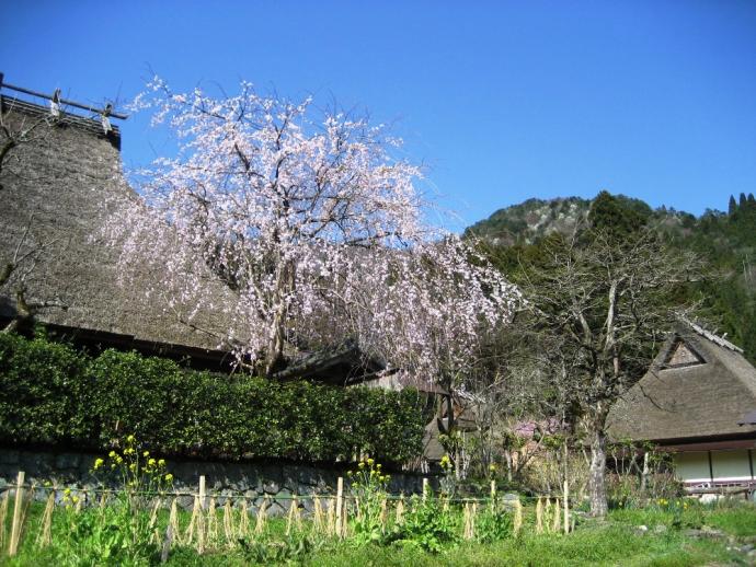 かやぶきの里桜