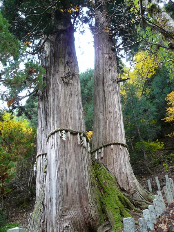 大悲山の三本杉