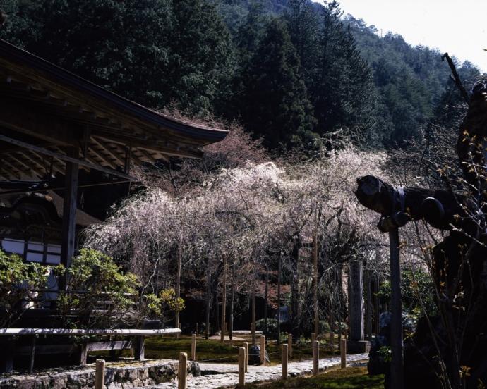 常照皇寺