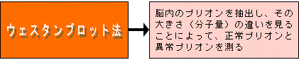 ウェスタンブロット法：脳内のプリオンを抽出し、その大きさ（分子量）の違いを見ることによって、正常プリオンと異常プリオンを測る