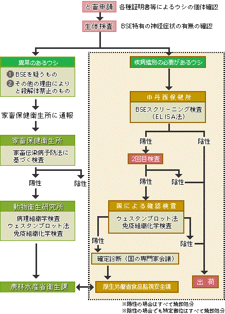 BSE検査の流れ