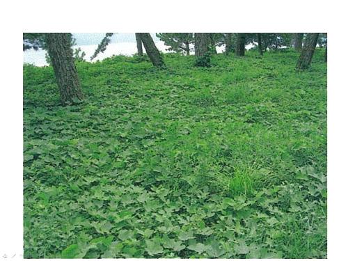 下草の繁茂の状況