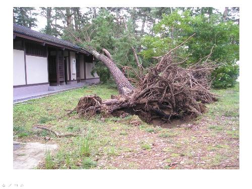 台風による倒木被害
