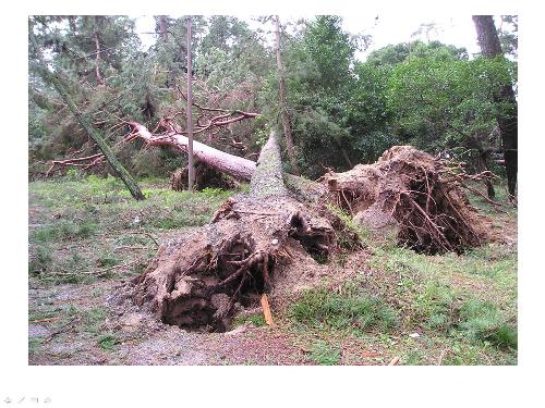 台風による倒木被害