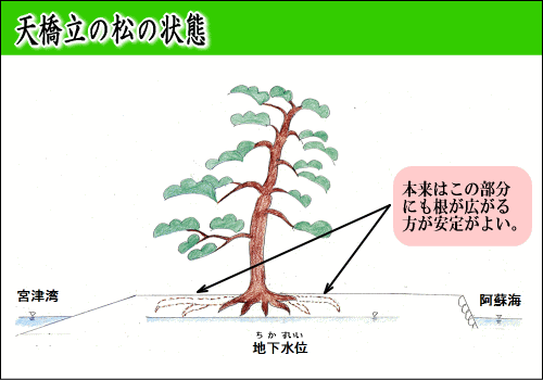 天橋立の松の状態を示すイメージ図