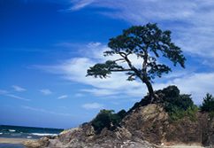 海岸の松