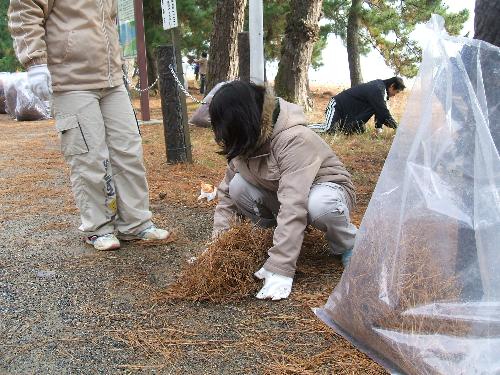 松葉除去のボランティア